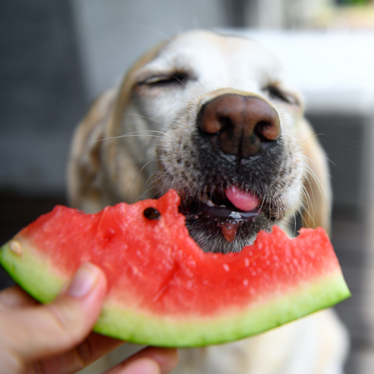 Pode Dar Fruta para Cachorro?! Quais São Seguras?