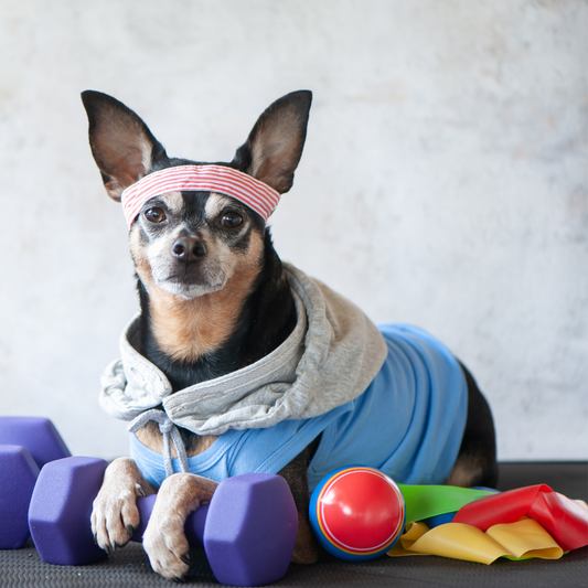 Atividade Física para a Saúde do Seu Pet - Qual importância?