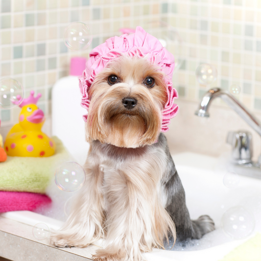 Cuidados com a Higiene do Pet: Banho, Escovação e Saúde Bucal