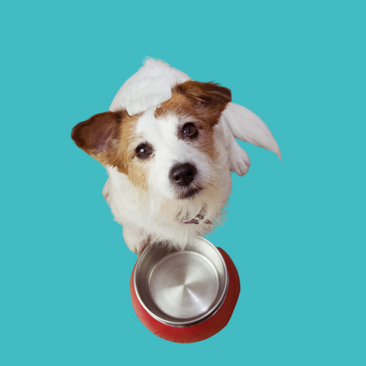 Alimentação Adequada para Cachorros: Guia Completo para uma Dieta Saudável