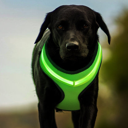 Peitoral com LED USB Recarregável – Pet Fino Focinho